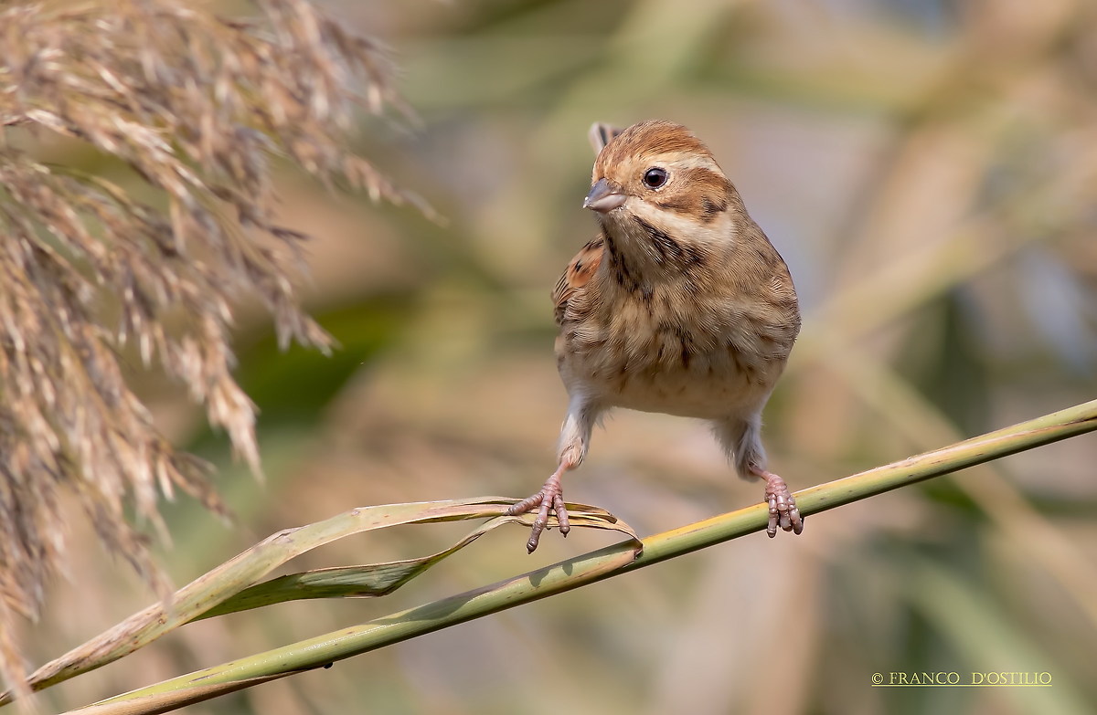 Reed Bunting