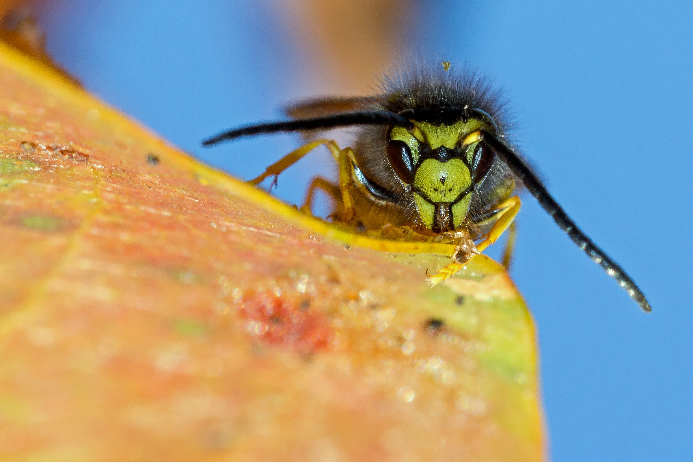 Vespula Germanica