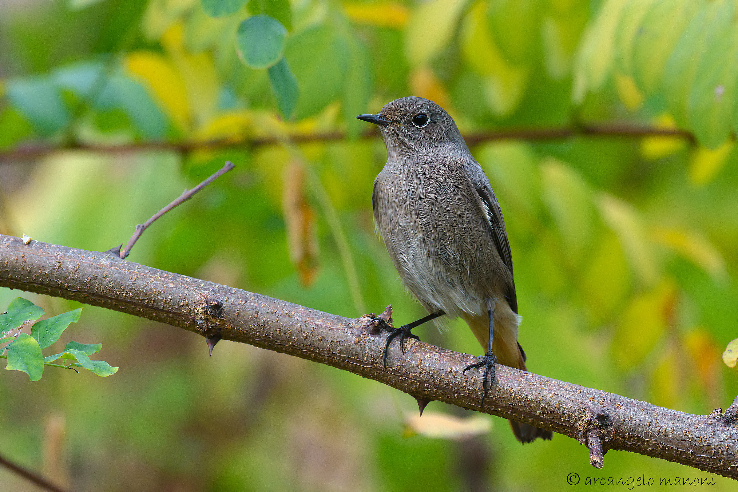 Codirosso spazzacamino nr 25
