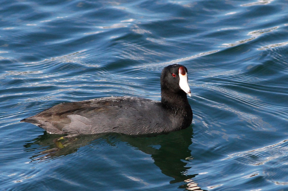 La bellezza di una Folaga