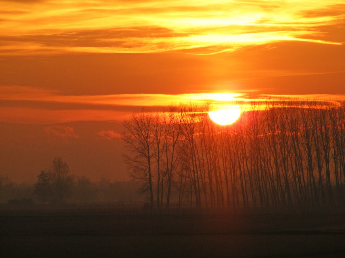 poplars at sunset