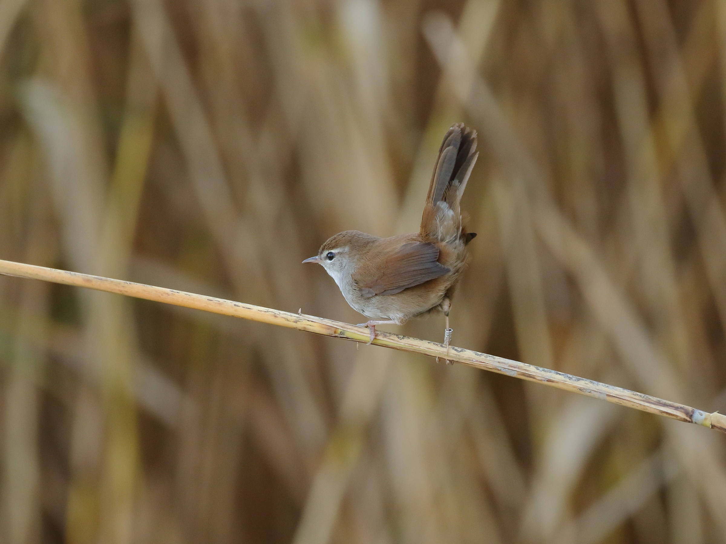 Cetti's warbler