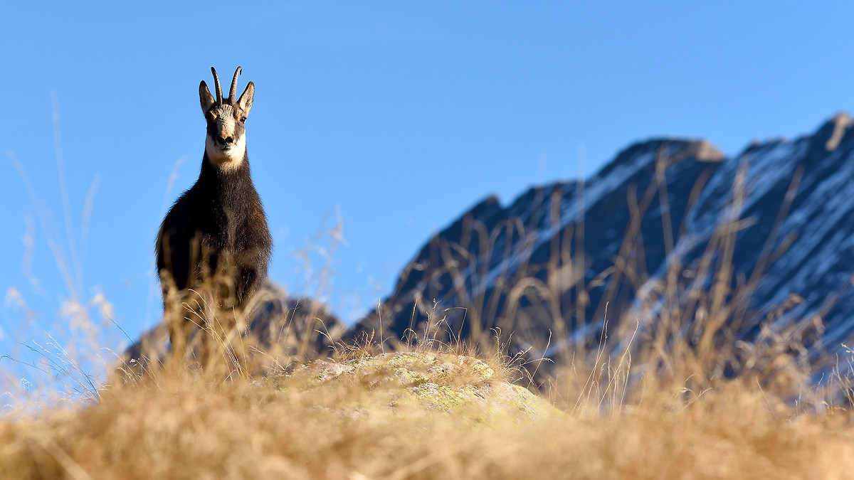 Chamois curious 2