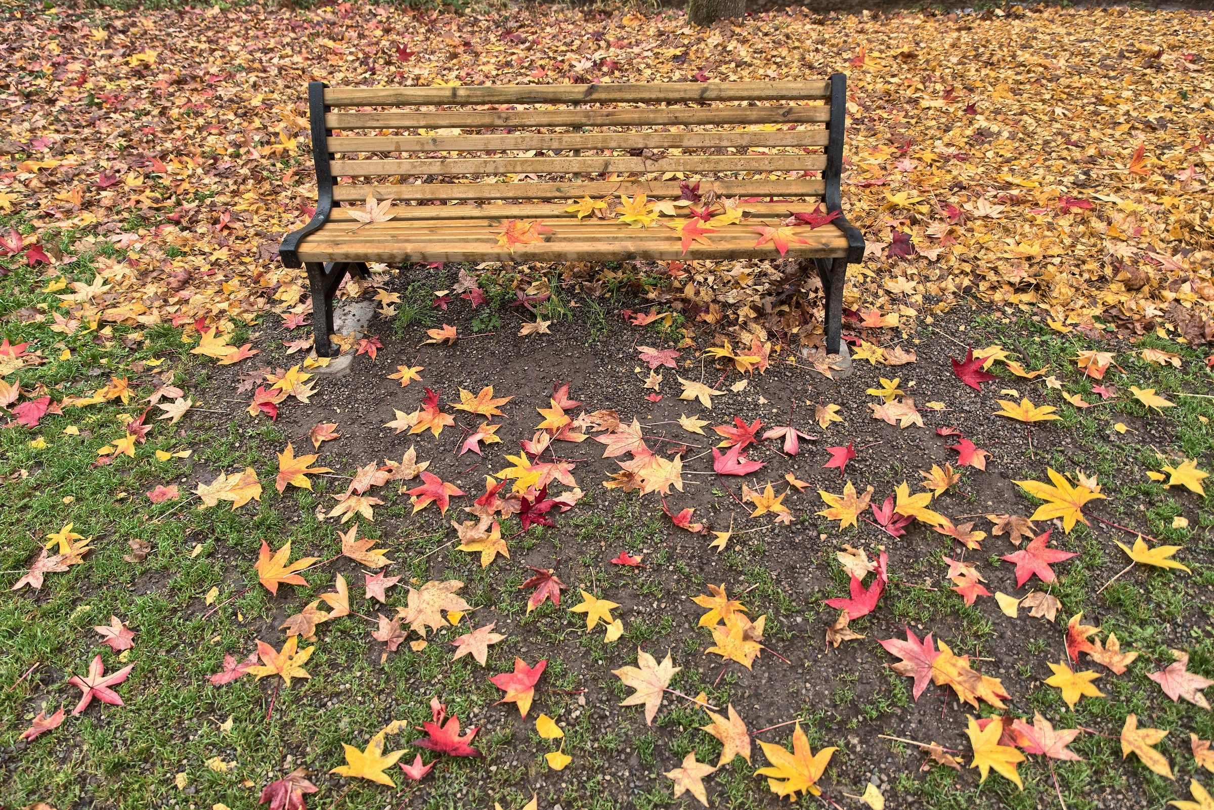 Autumn in the park of Monza