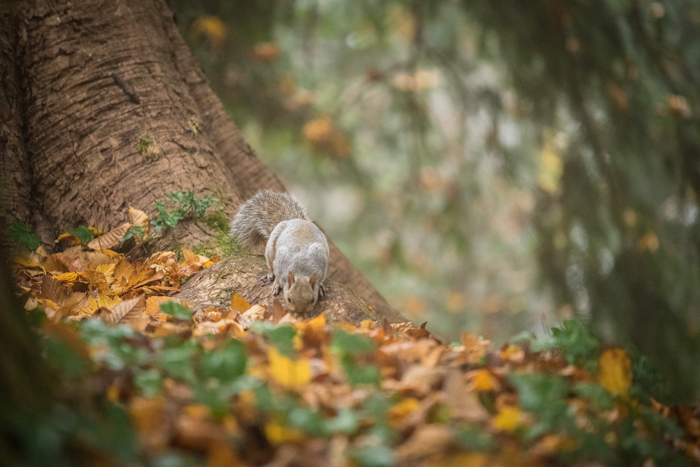 Squirrel park of Monza