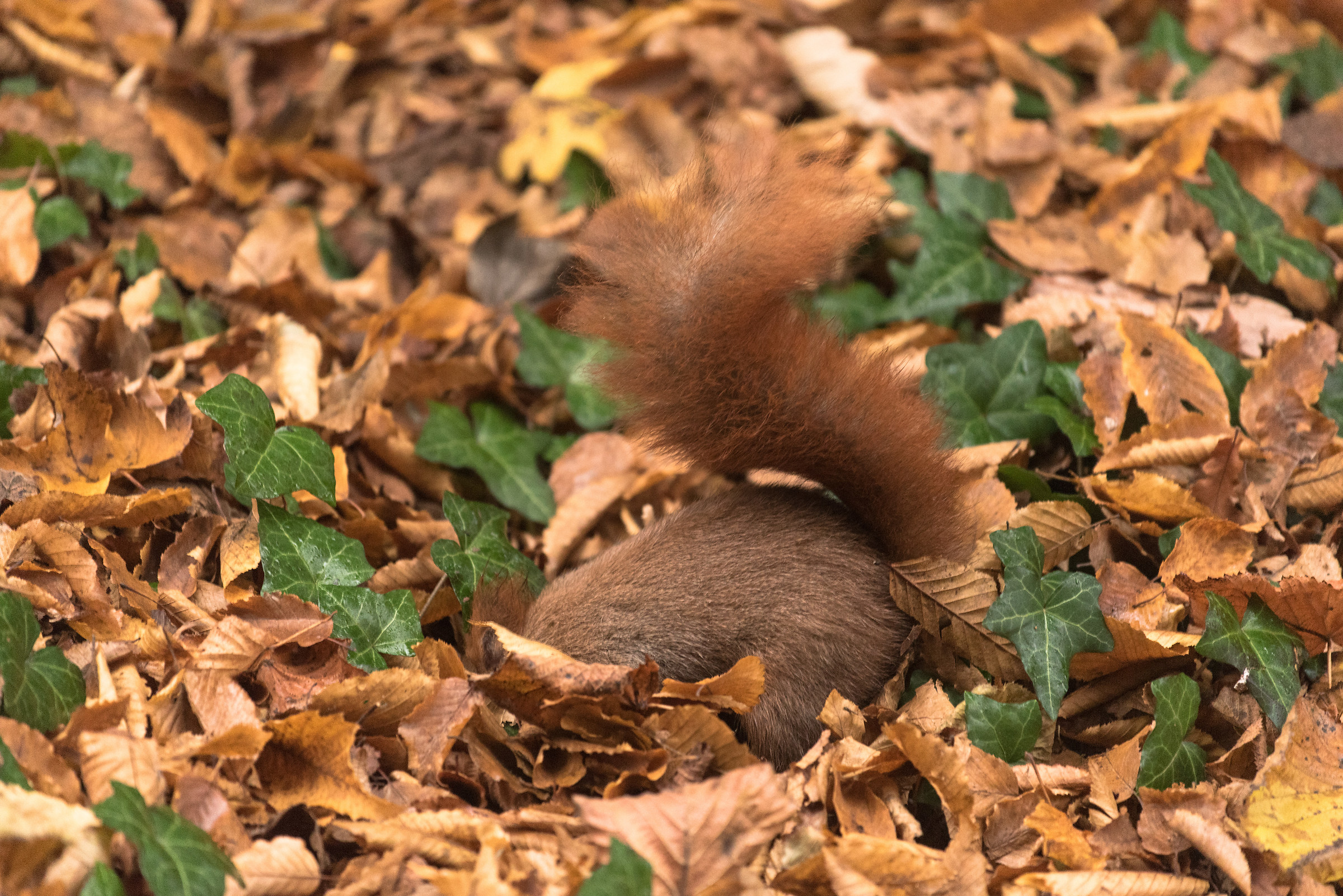 Squirrel park of Monza