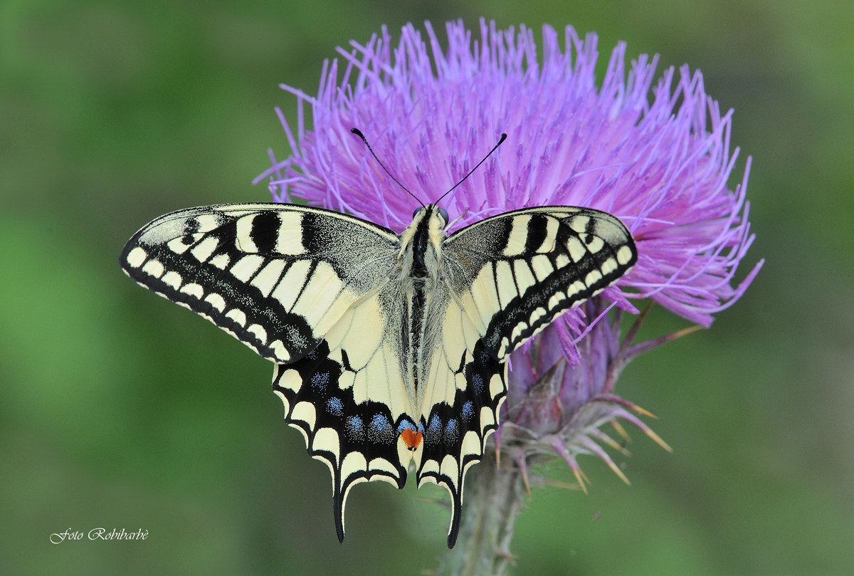 Papilio machaon....
