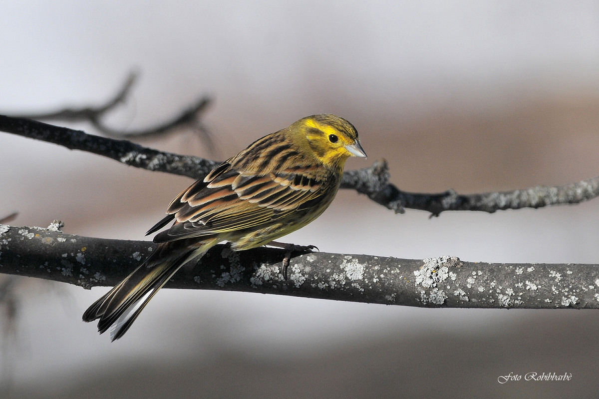 Yellowhammer ... female ...