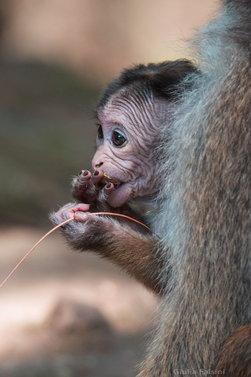 Il piccolo e il suo pasto