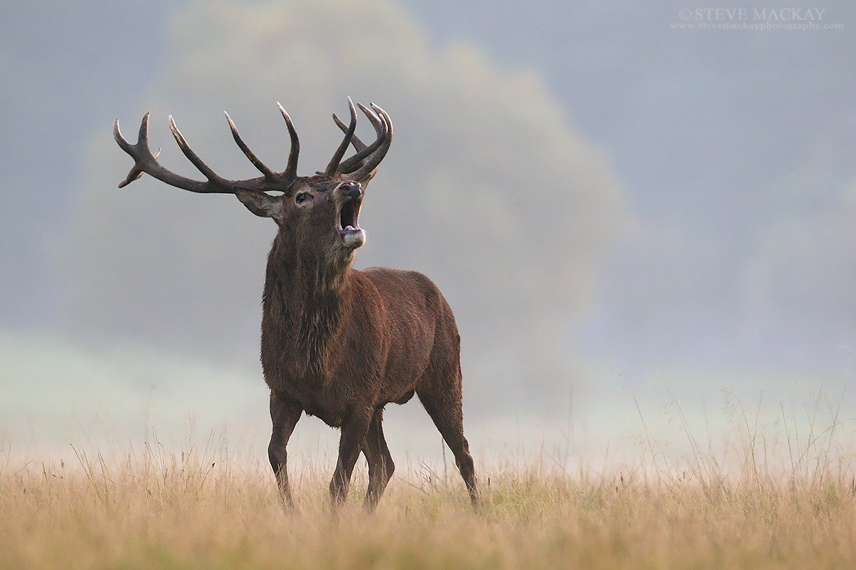 Bellowing Stag