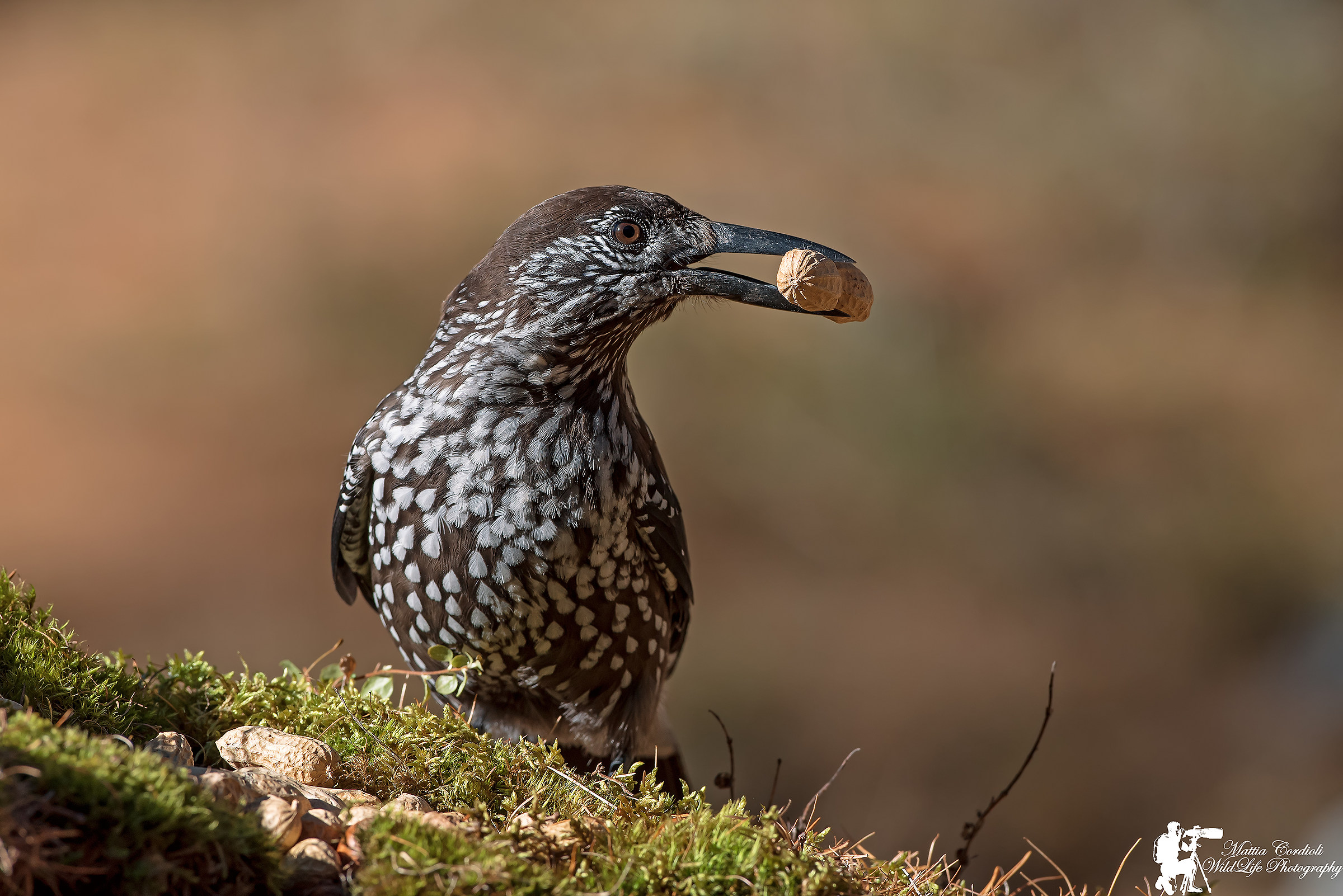 Il Bottino della Nocciolaia