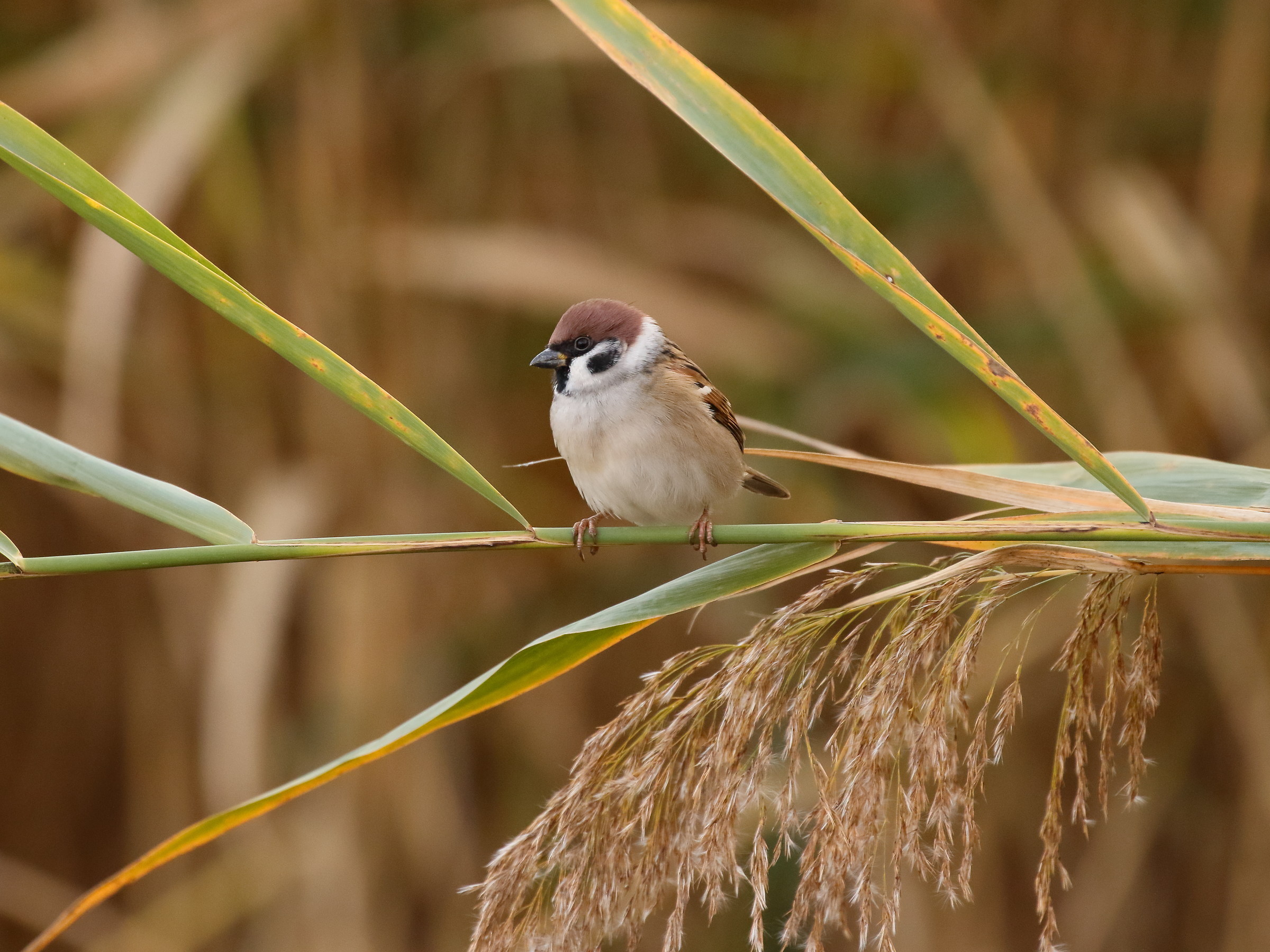Tree Sparrow