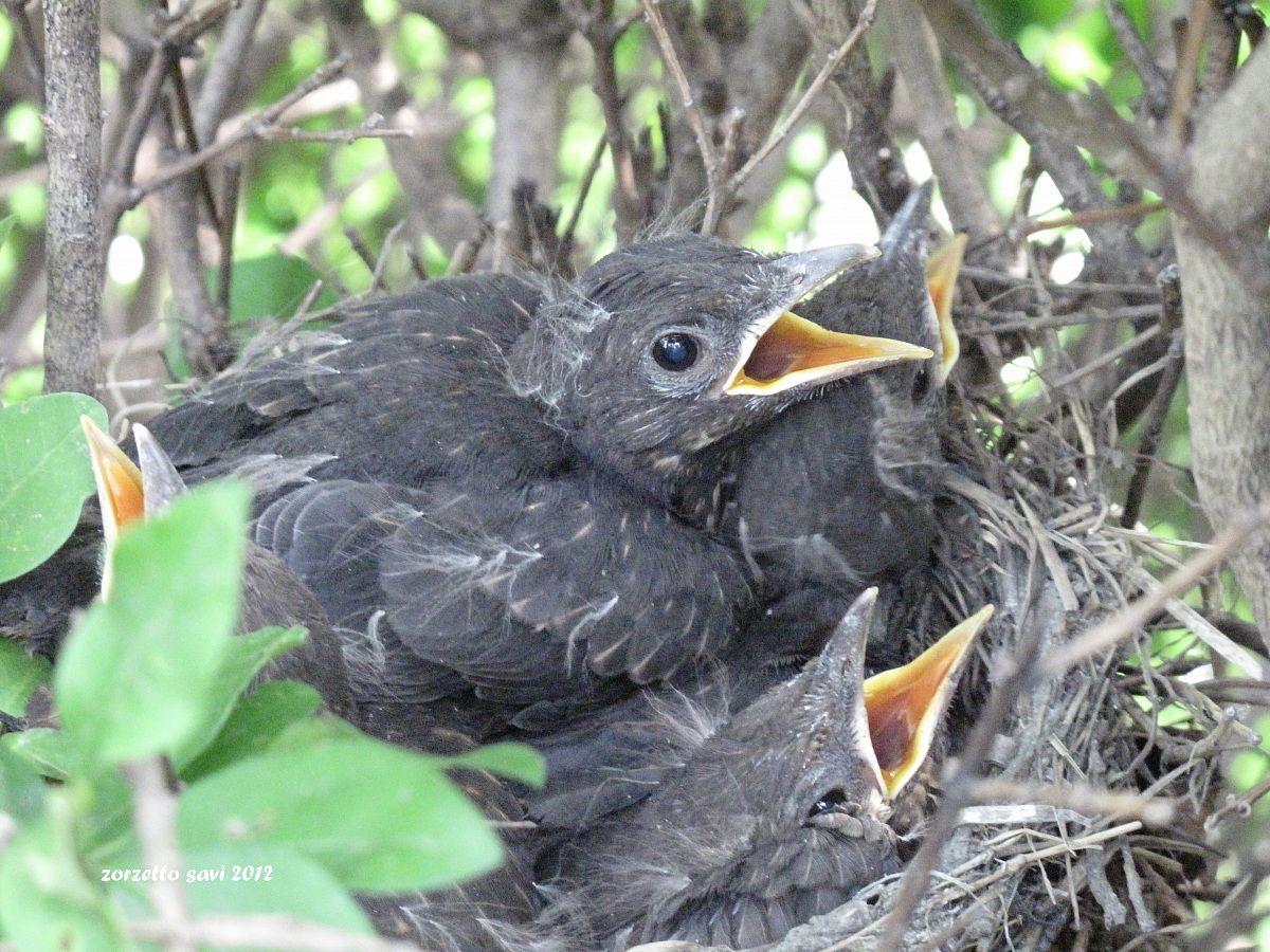 piccoli  di merli  nel nido