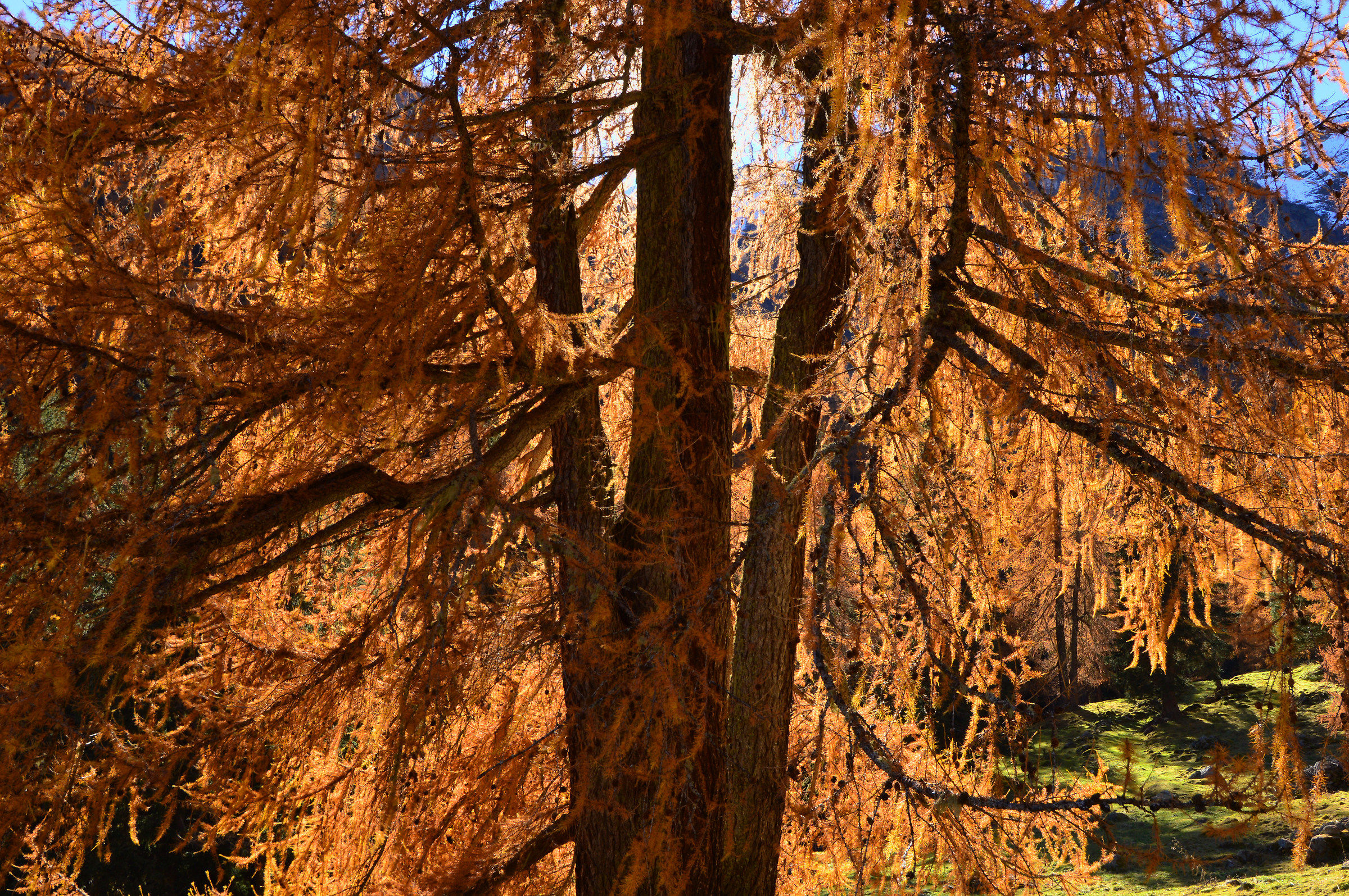 I quattro larici gemelli.