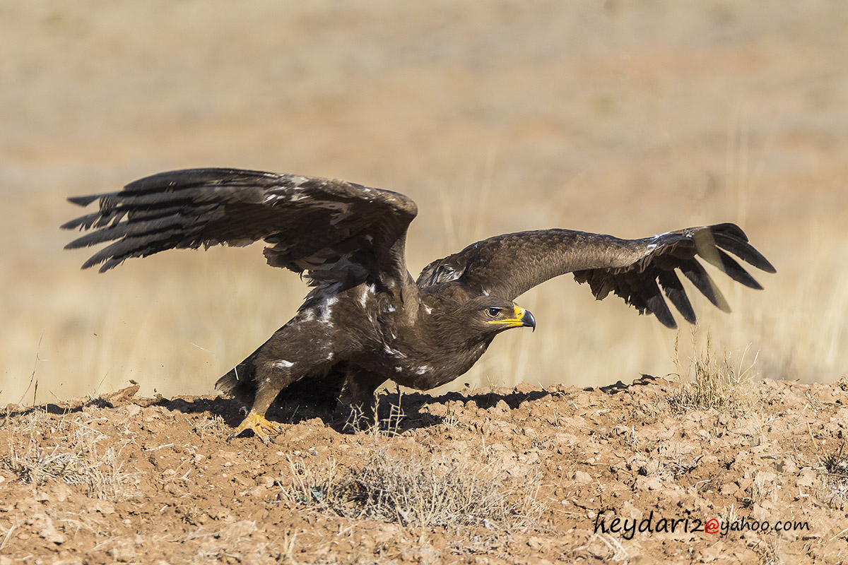 steppe eagle1
