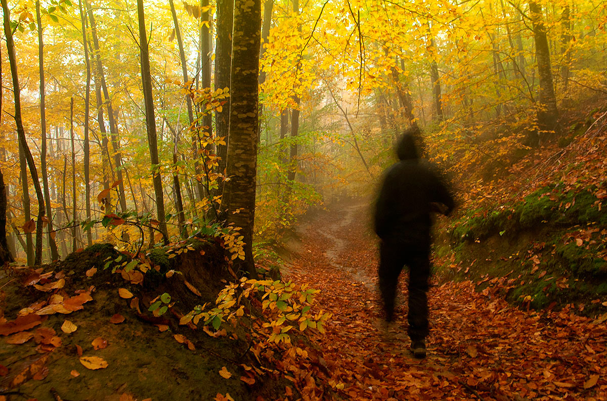 The ghost of the forest