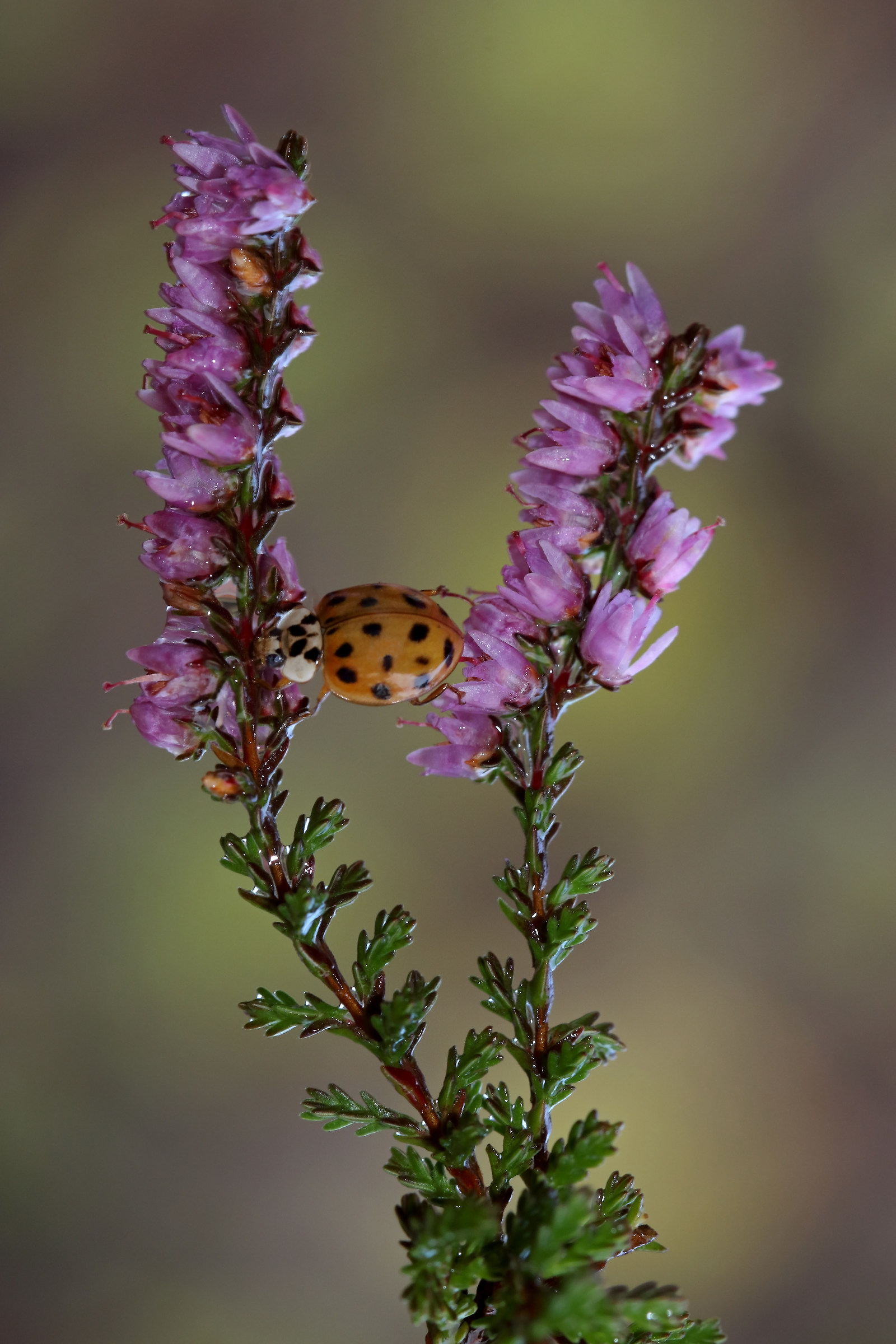 From branch to branch
