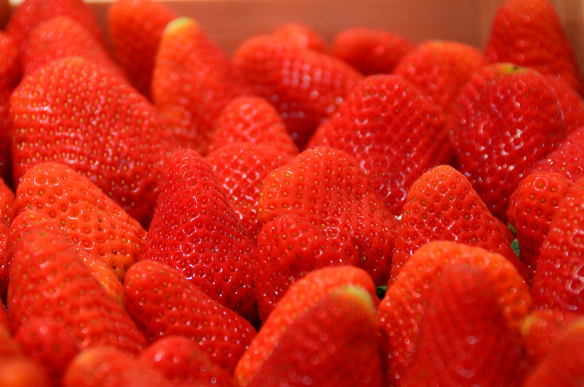 Fragole