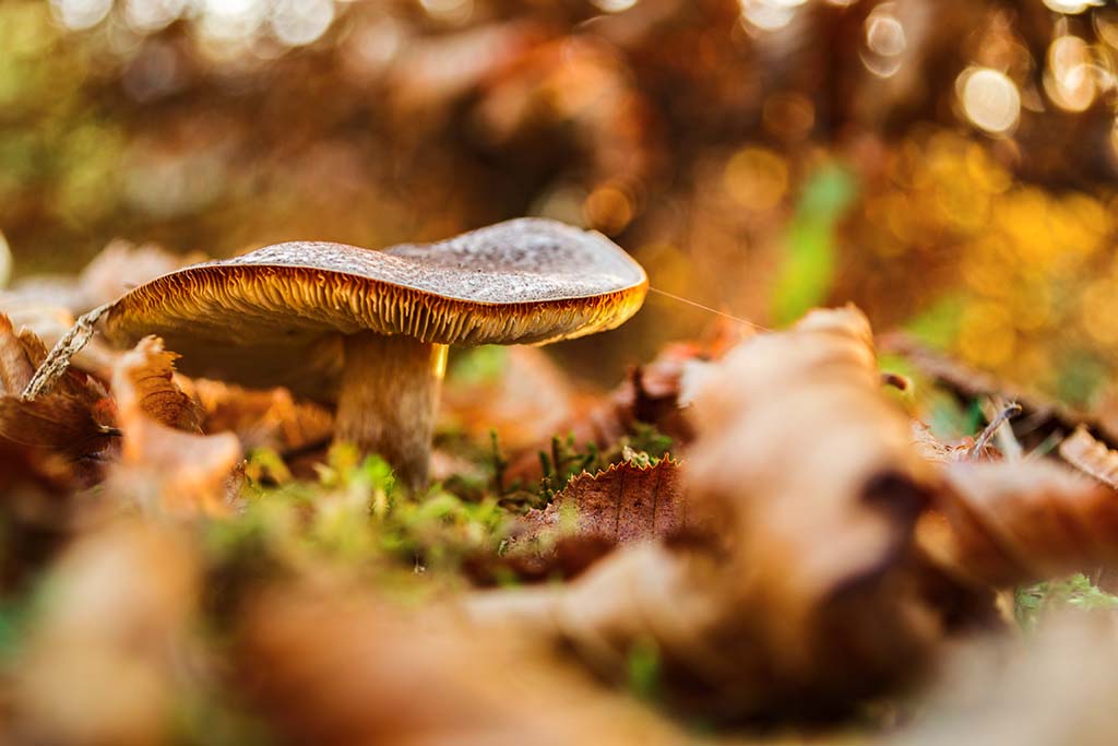 autunno