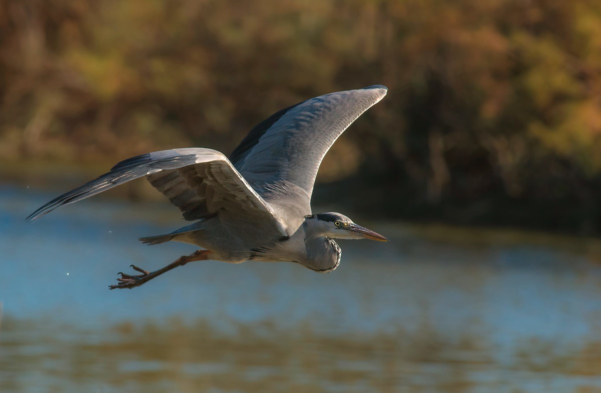 heron flying