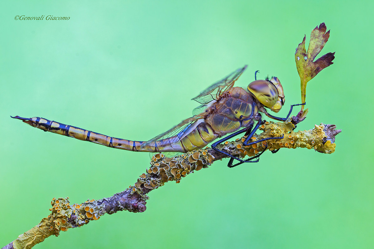 the strange pose .....