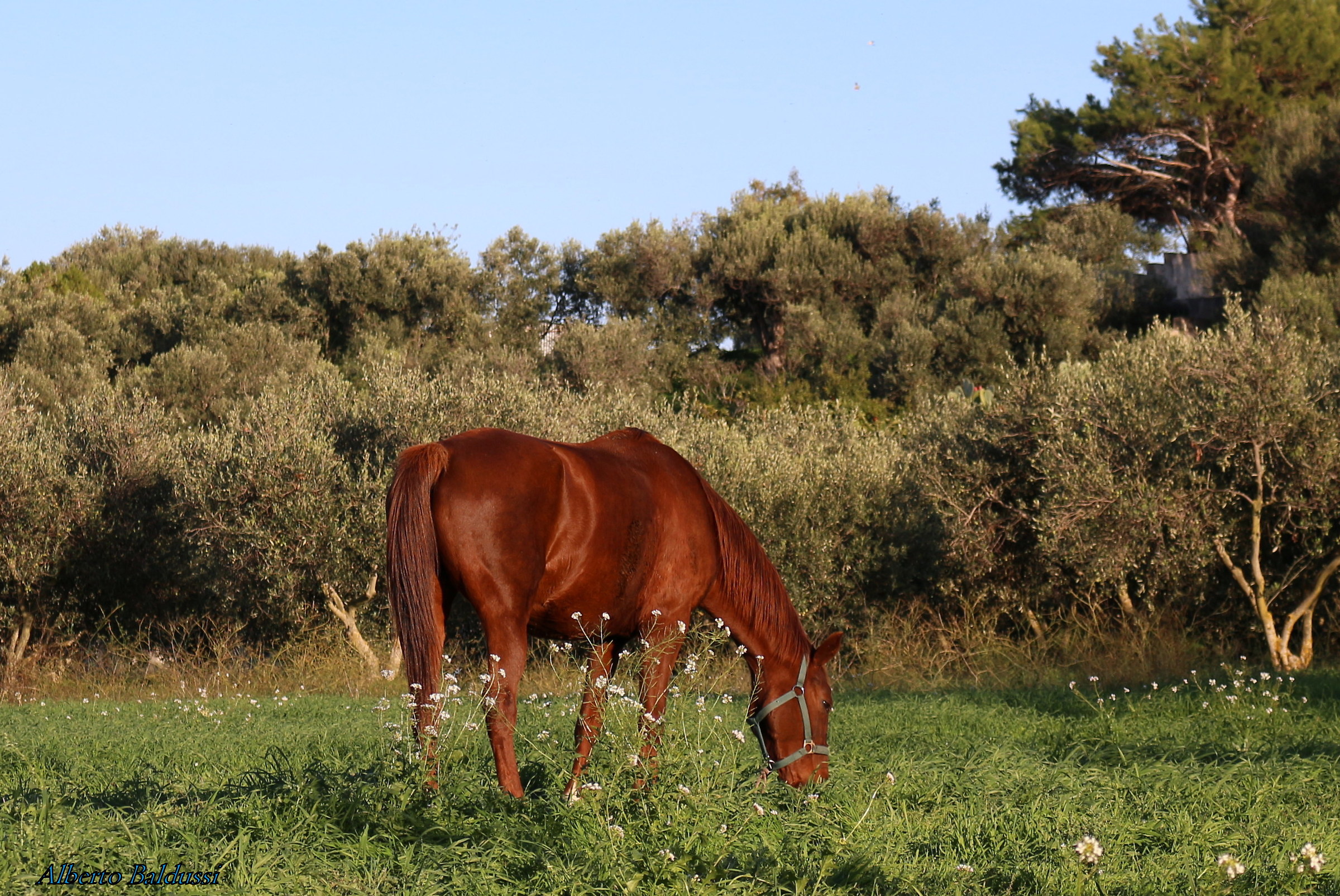 Horse grazing