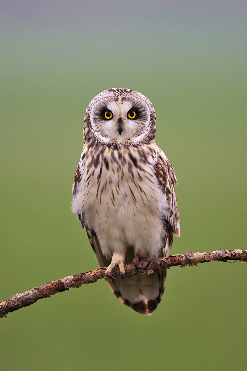 Short-eared Owl