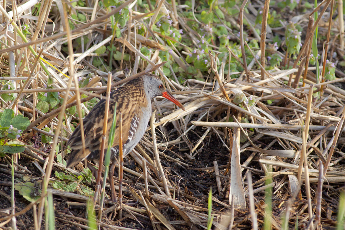 E 'come also my first Water Rail.