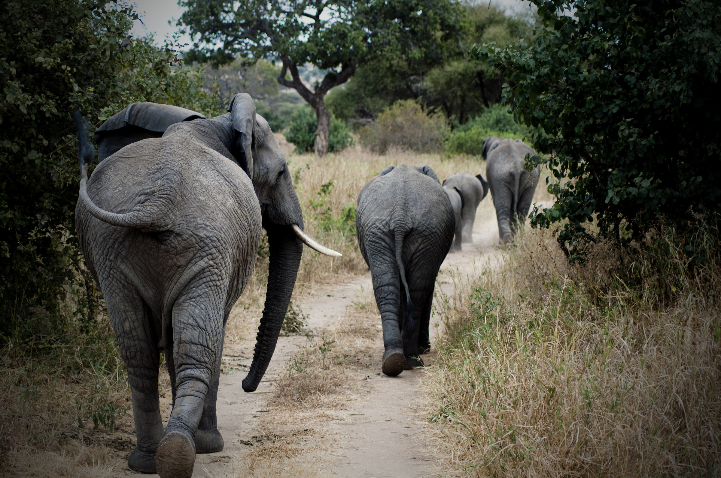 Migrating Elephants