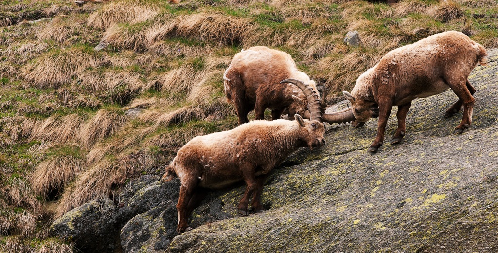Stambecchi disputa a tre sotto la pioggia