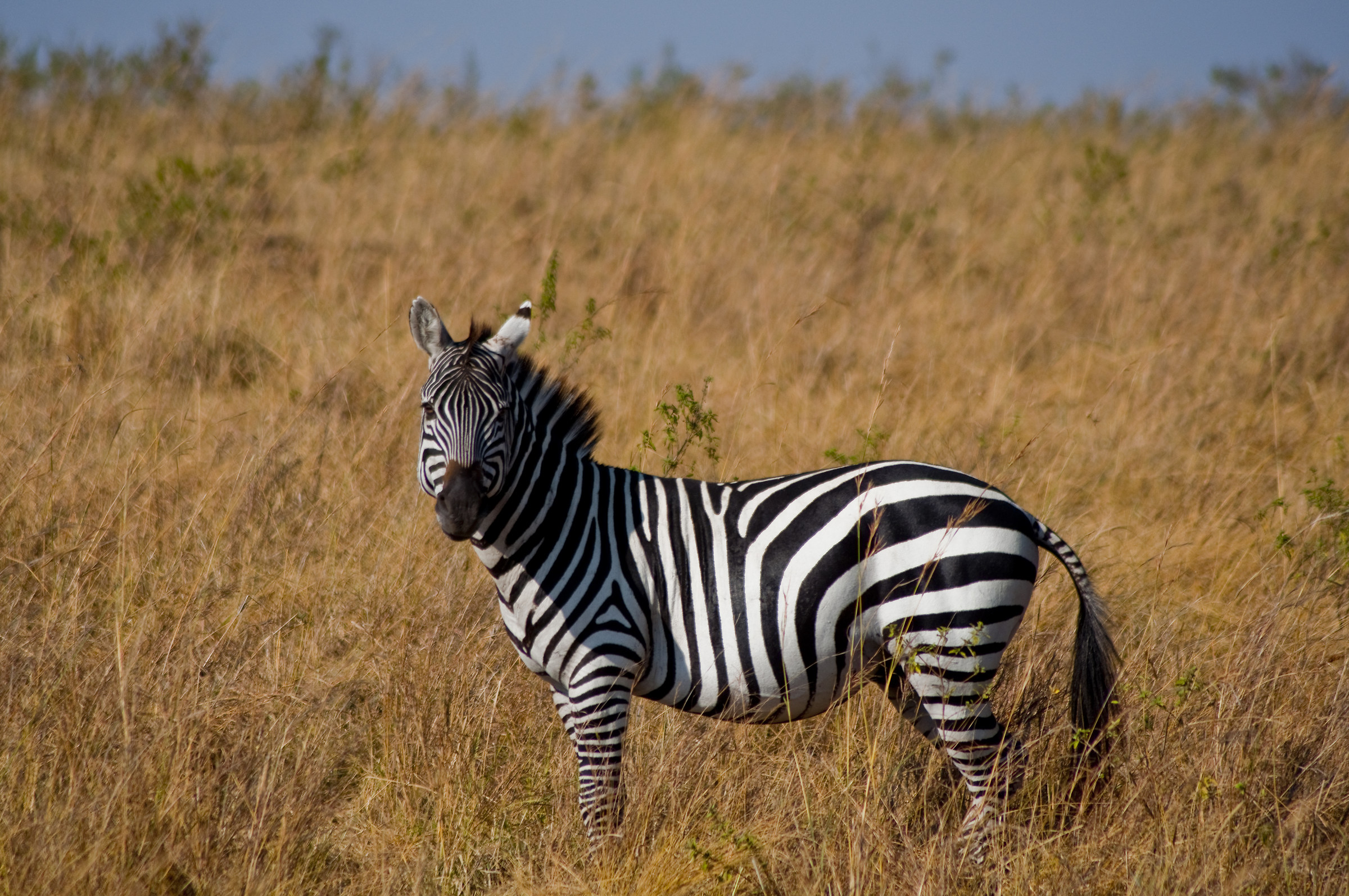 Zebra Solitaria