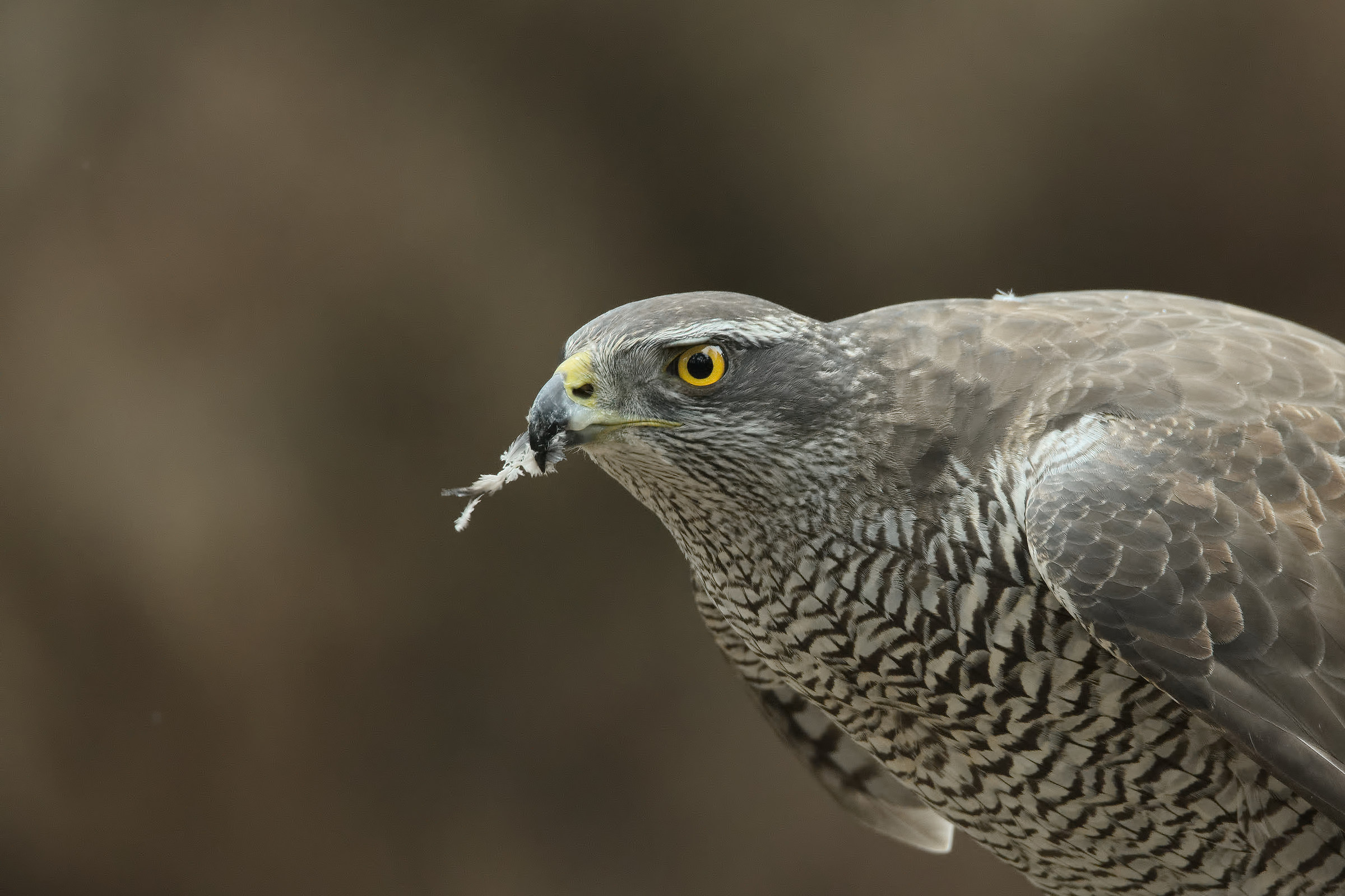 Goshawk