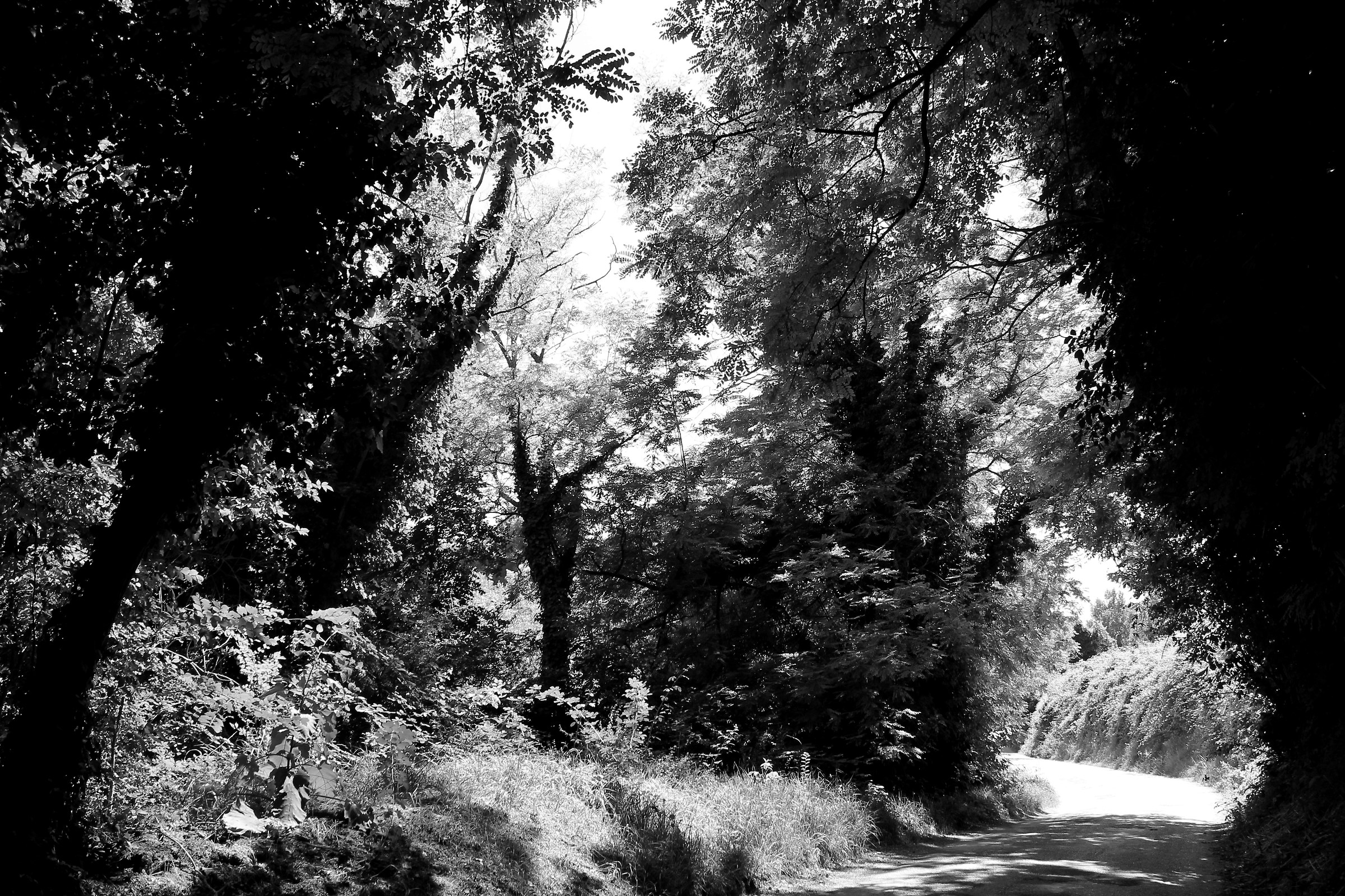 Nature in Black and White