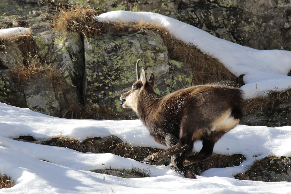 Chamois