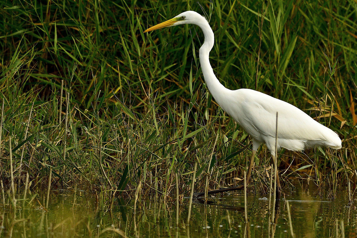 White Heron Maggiore