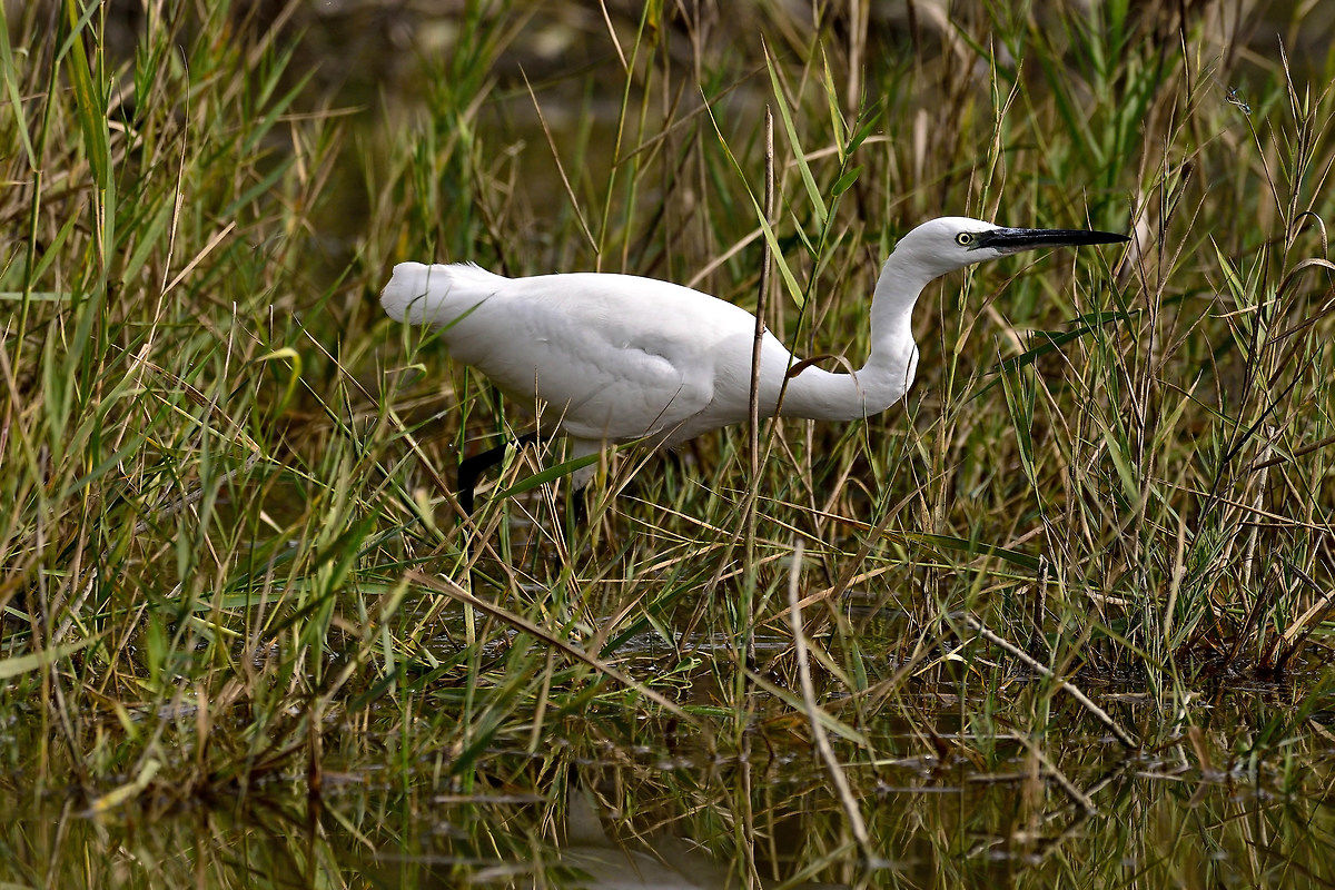 Egret