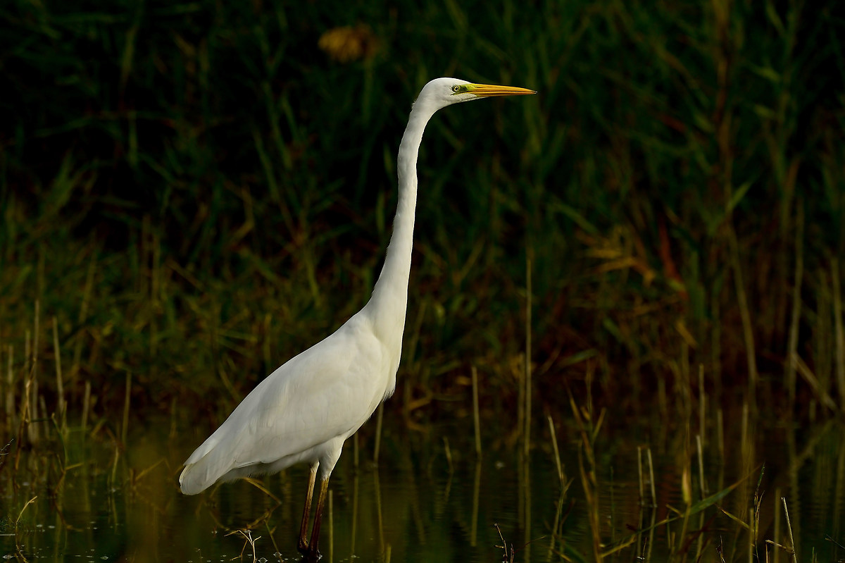 White Heron Maggiore