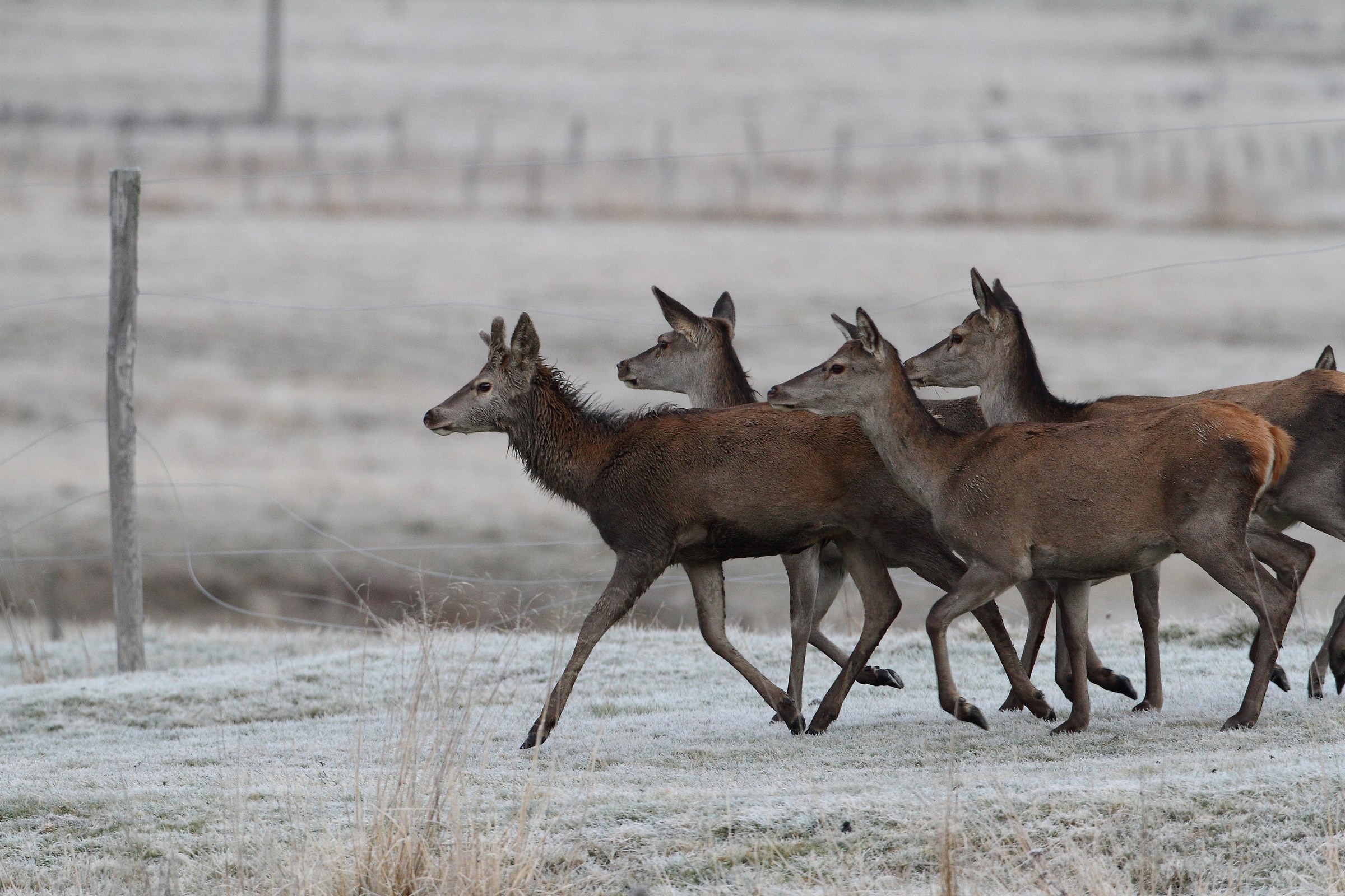 group of deer