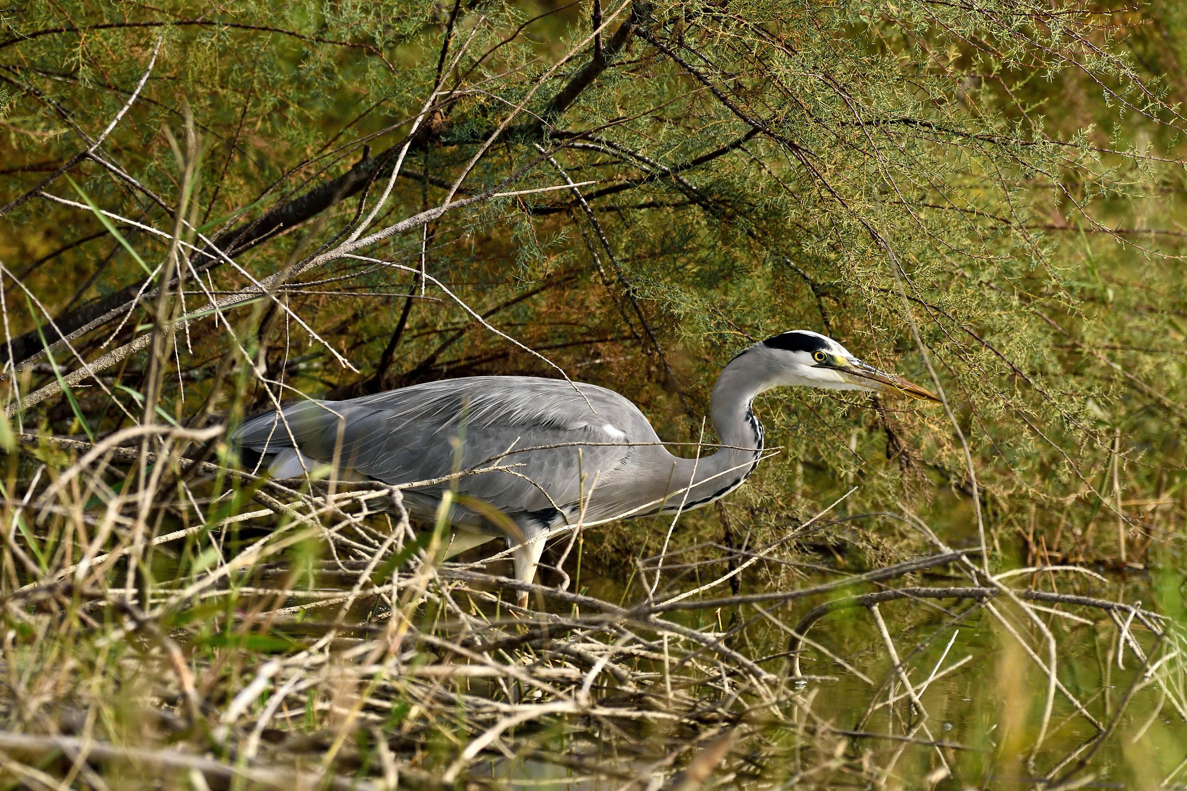 Grey Heron