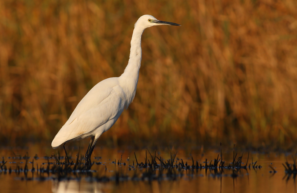 Egret