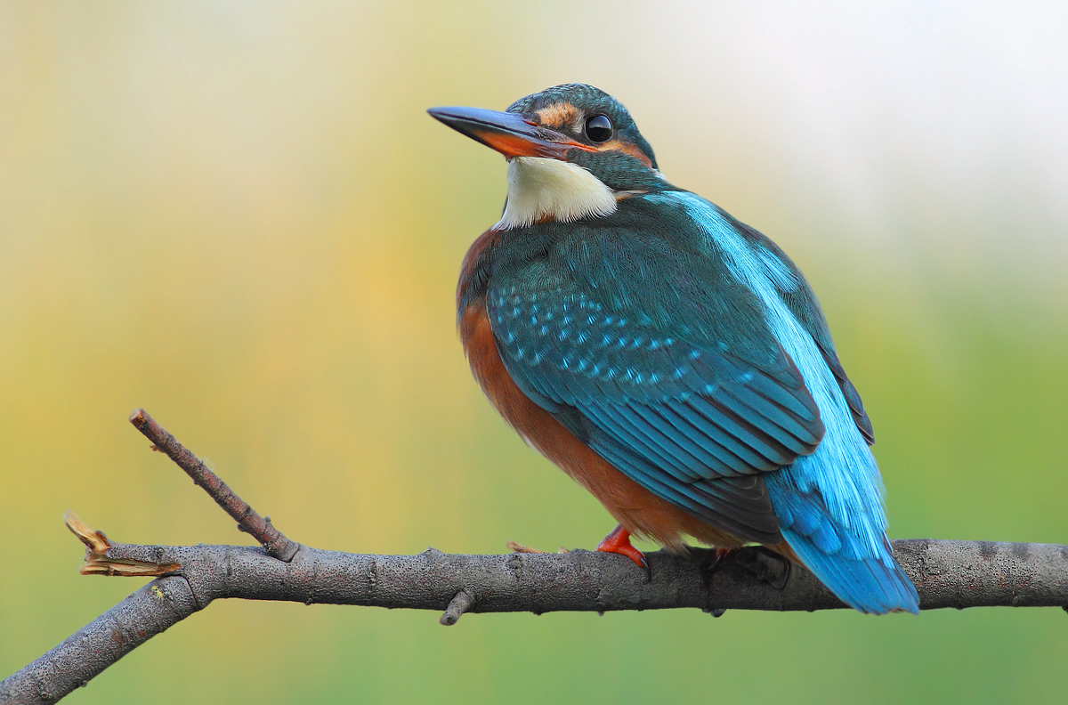 Kingfisher