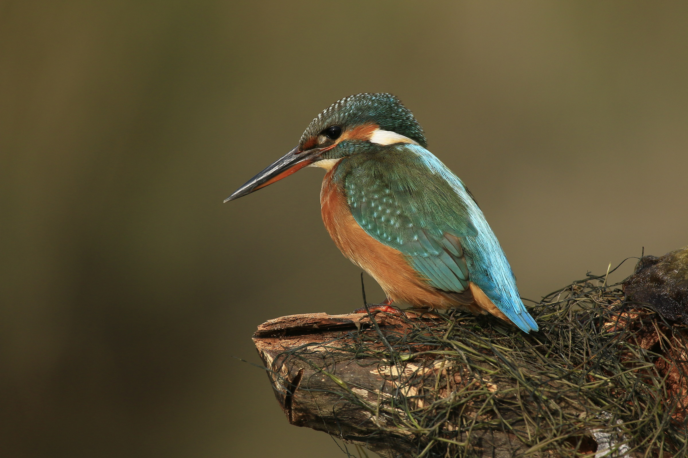 Martina 2015: Observing