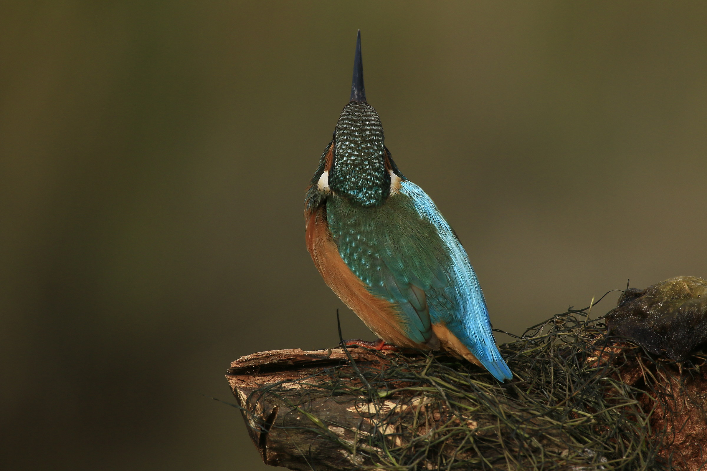 Martina 2015: beak upwards