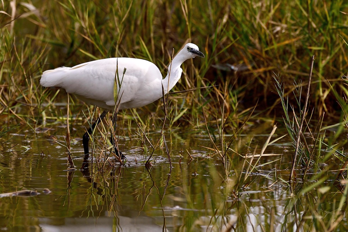 The Egret and Dragonfly 1