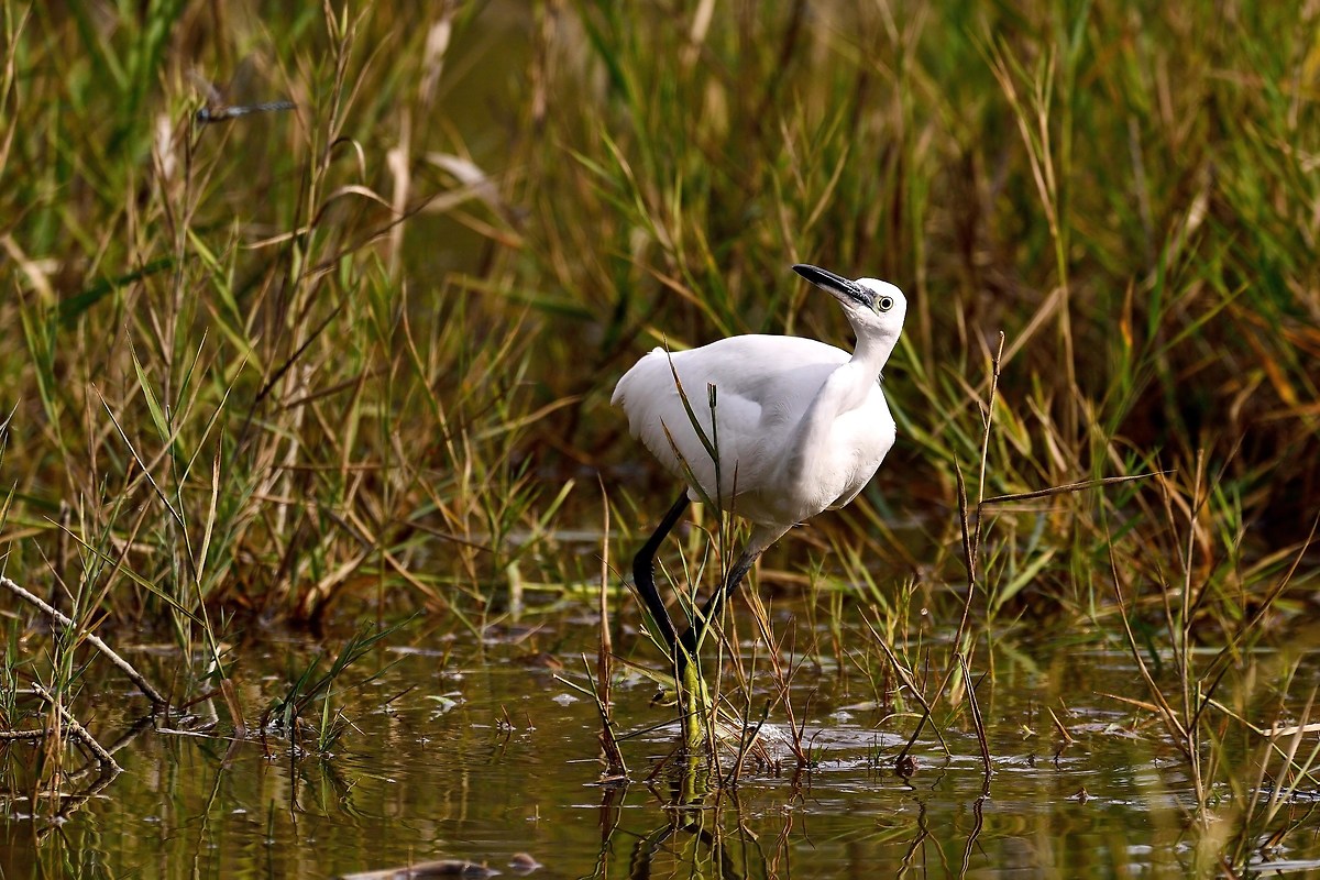 The Egret and Dragonfly 2