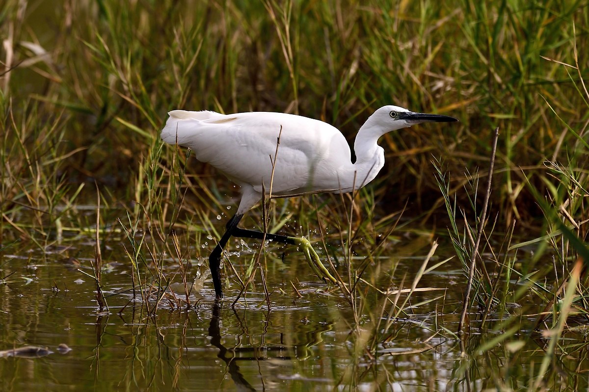 Little Egret hunting
