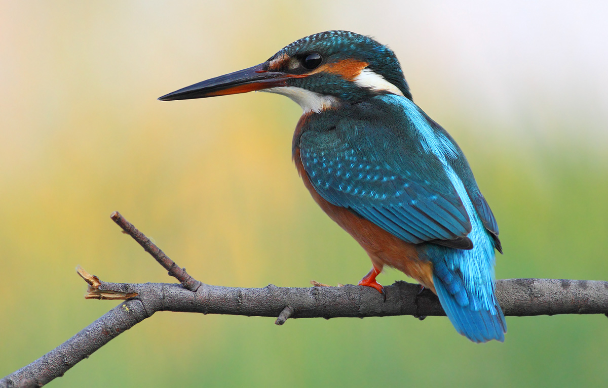 Kingfisher