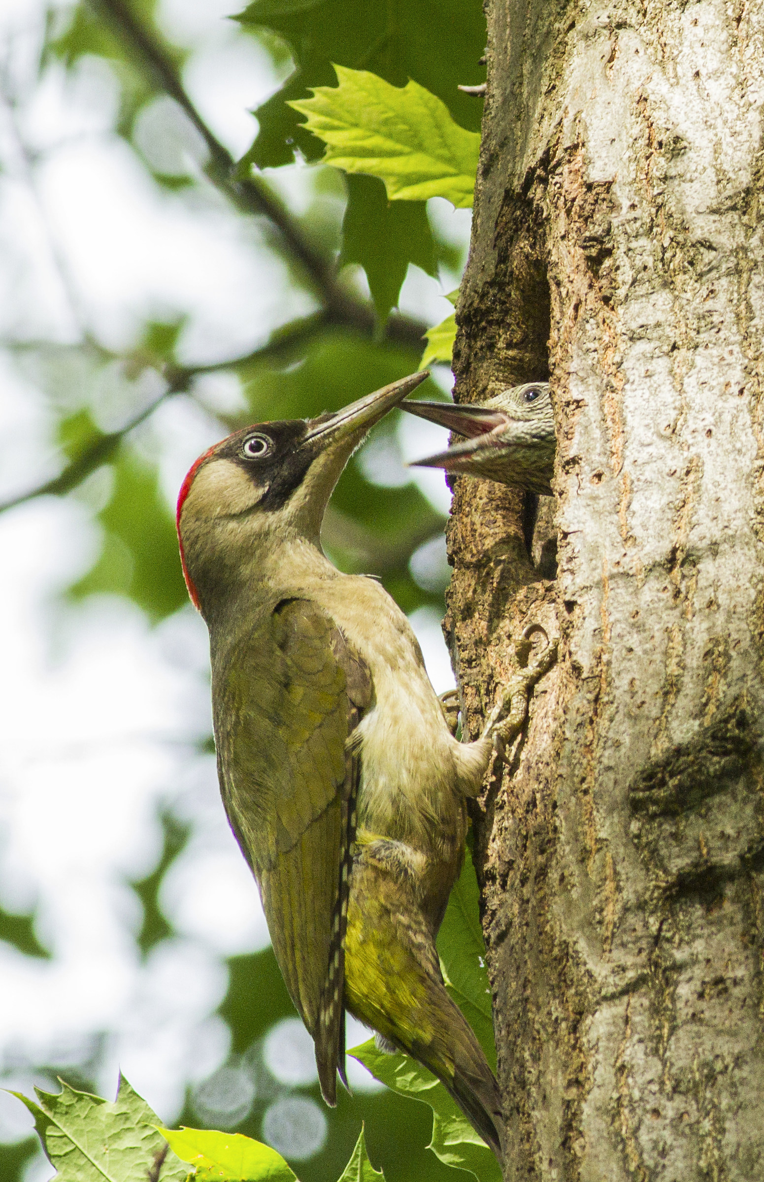 Green Woodpecker female