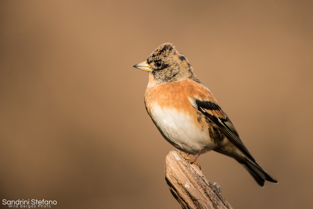 Brambling