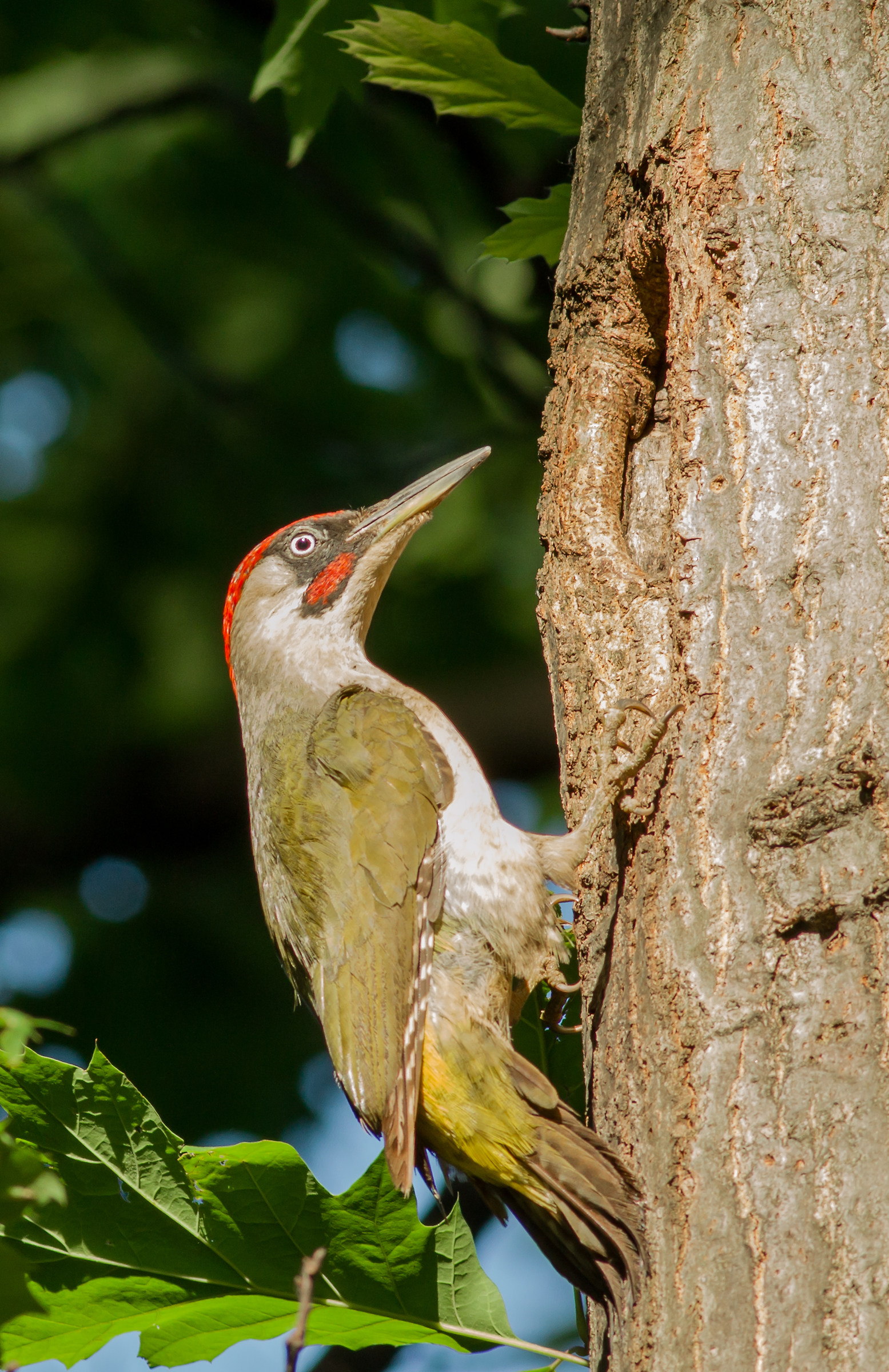 Picchio verde maschio